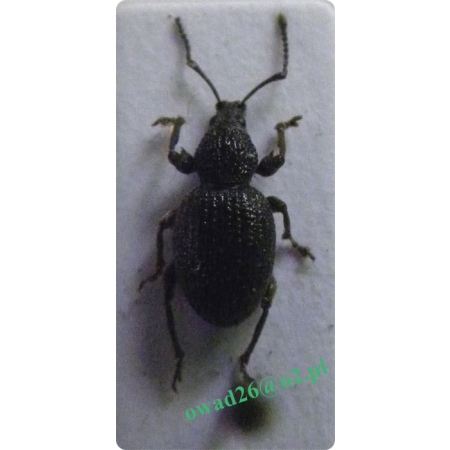 Otiorhynchus ovatus (Linnaeus, 1758) Kluk owalny, opuchlak rudonóg